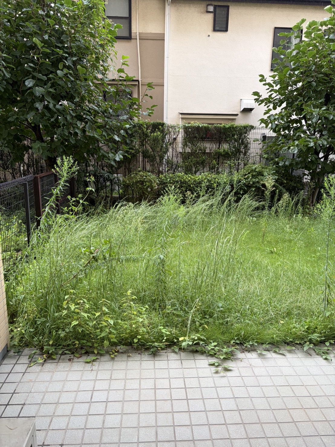 作業前：専用庭を正面から撮影。庭全体に草が伸びています。
