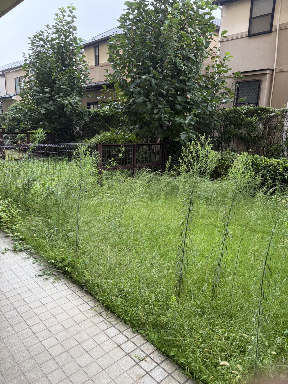 作業前：門扉のある側から見た専用庭の様子です。