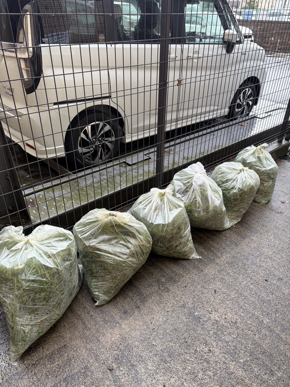 除草で取り除いた草を袋にまとめた様子です。